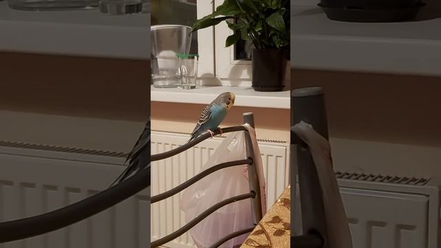 Волнистый попугайчик Гоша начинает чирикать,когда открываешь воду смотреть онлайн