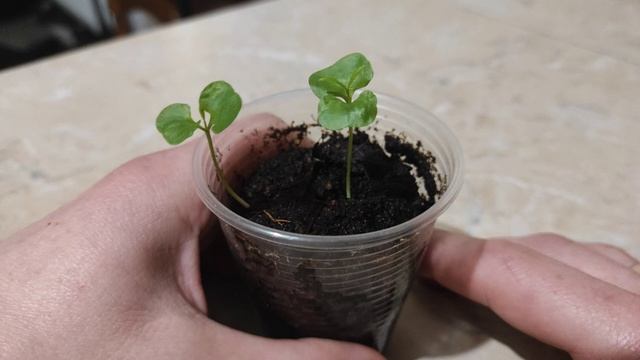 КАК ВЫРАСТИТЬ ГРАНАТ ИЗ КОСТОЧКИ В ДОМАШНИХ УСЛОВИЯХ. Часть 2. РАСТОЧКИ. смотреть онлайн