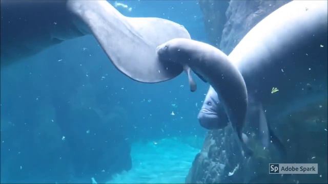 Save the Manatee смотреть онлайн