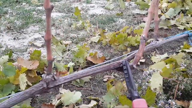 Обрезка винограда перед зимой смотреть онлайн