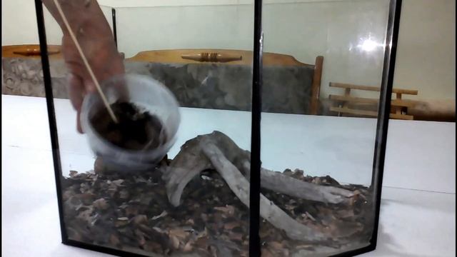 Нolothele-incei паук птицеед. смотреть онлайн