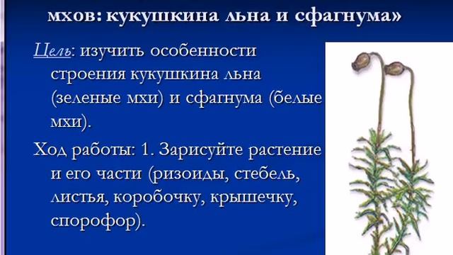 Зеленый мох Кукушкин Лен смотреть онлайн