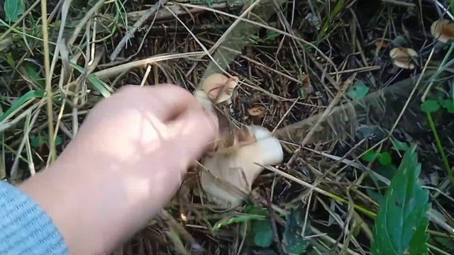 В этот раз мы по лисички. Грибов много не бывает ?. Жизнь простых людей. Украина. смотреть онлайн