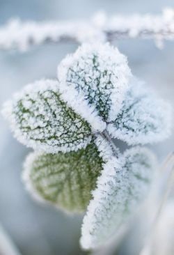 Добрый зимний день?☃️❄️ Хорошего Дня и Отличного Настроения?? Музыкальная открытка Добрый День?