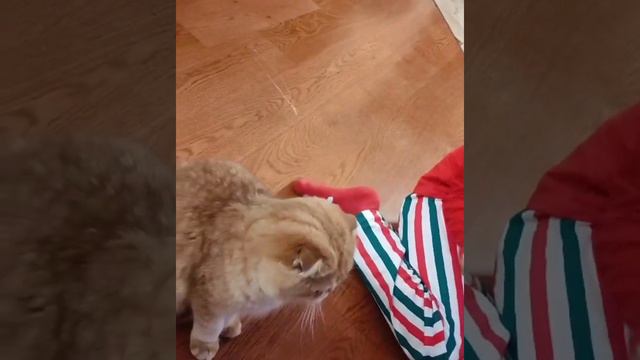 🎄🎅 🏡Желаю всем теплых и веселых выходных 🥰😘Милашка Дэнди сделал счастливее свою новую семью 👨👩👧 смотреть онлайн