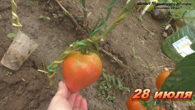 Все Минусинские супер томаты, но Домашний оказался скупым смотреть онлайн