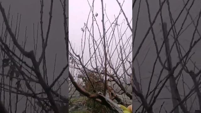 Формирование молодой сливы. смотреть онлайн