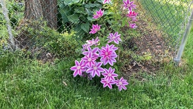 Dr Ruppel Clematis