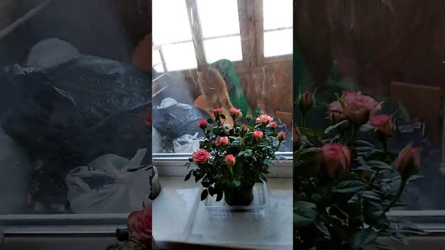 11.03.2021 Кот на балконе и мои растения смотреть онлайн