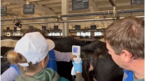 Прибор искусственного осеменения. Эндоскоп с функцией осеменения КРС - 1