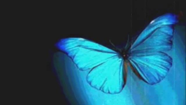 Kroke- Papillon смотреть онлайн