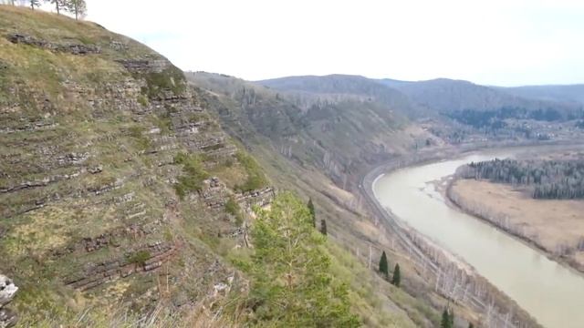 Tulipa Patens. Тюльпан поникающий.