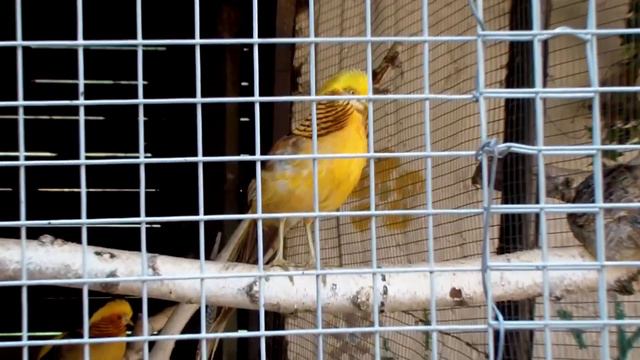 Зоопарк Кишинев прогулка - Gradina Zoologica din Chisinau plimbare 22-08-2021 смотреть онлайн