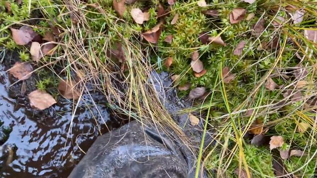 ЛУЧШЕ УТОПИТЬ чем СЖЕЧЬ ! смотреть онлайн