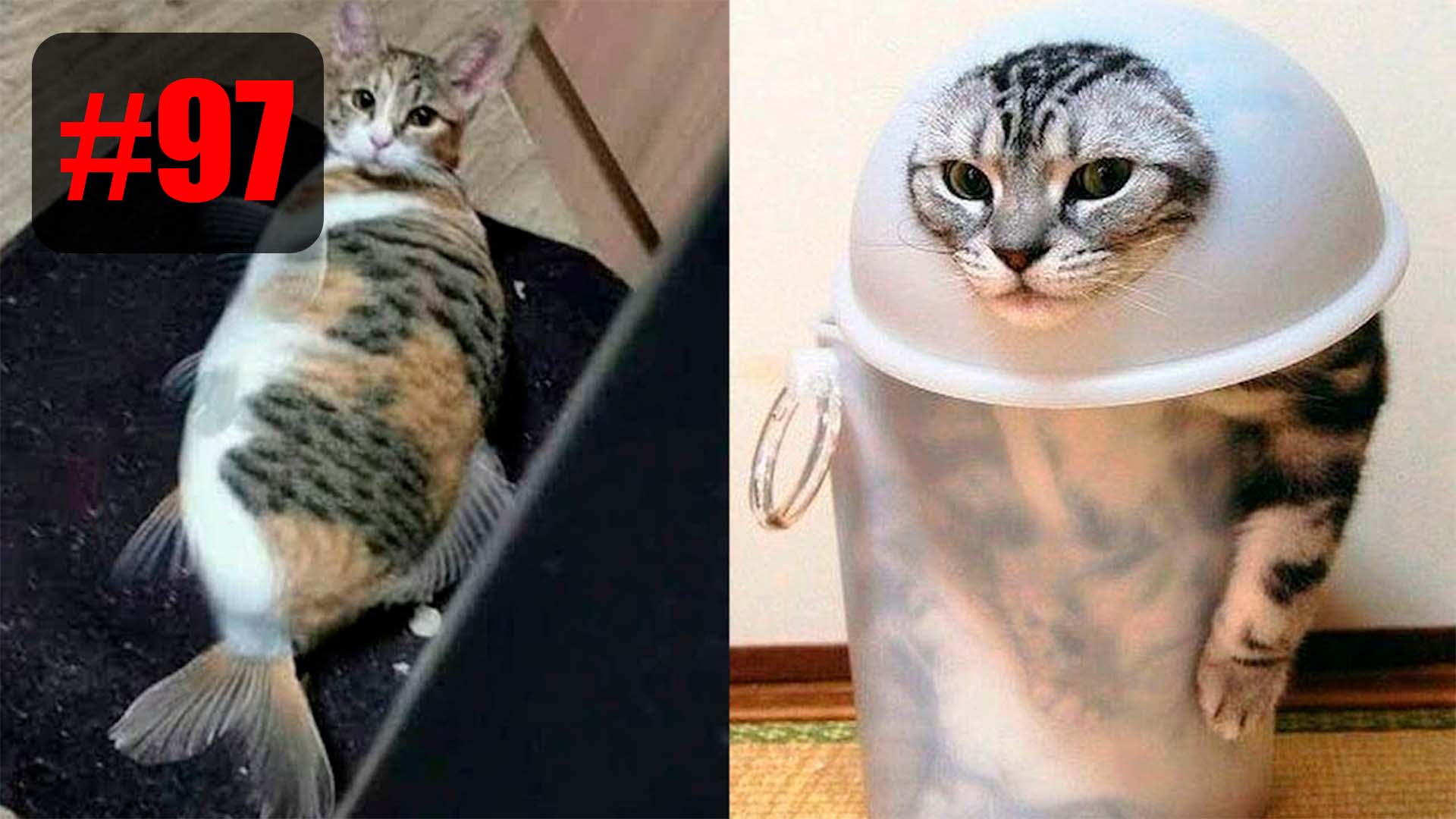 ?? | Best cat compilation приколы лучшие до слез ?? 2022 Funny cute cats compilation #97 смотреть онлайн