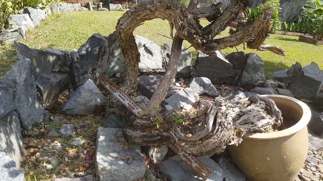 Beautiful Knotty Bougainvillea Tree - Purple смотреть онлайн