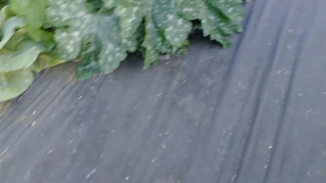 Капуста цветная. Татьяна Пивкина смотреть онлайн