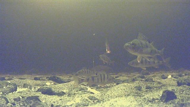 Рыбалка. Ивановские о ва. Онего подводная съёмка рыбы. смотреть онлайн