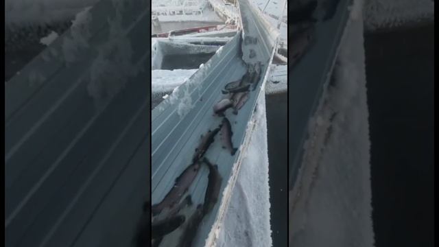 Приемка Форели #белугафиш #осетроваяферма #short #узв #shortvideo #осетр #рыбалка #садки #форель смотреть онлайн
