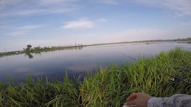 Ловля карася на Торфяниках на поплавочную удочку. Рыбалка в Калининградской области. смотреть онлайн