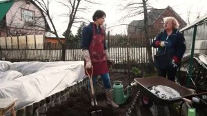 ПОСАДКА ШТАМБОВОЙ РОЗЫ. ШТАМБОВЫЕ РОЗЫ В САДУ