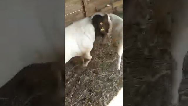 Бурская порода коз.Мясная продуктивность породы. ☎️+7 778 384 2101 смотреть онлайн