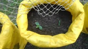 Огурцы в мешках, часть 1, посадка