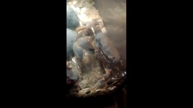 Rainbow crab eating in aquarium Радужный краб ест в аквариуме смотреть онлайн