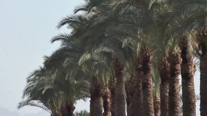 Reef Oasis Beach Resort (Риф Оазис Бич Резорт).Шарм-эль-Шейх