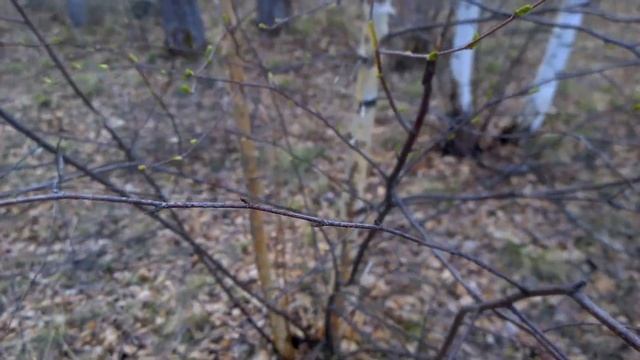 Где взять молодые ветки для попугаев? Где я беру ветки для волнистых попугаев? Ветки с улицы смотреть онлайн