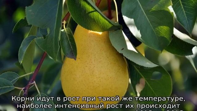 Груша Медовая смотреть онлайн