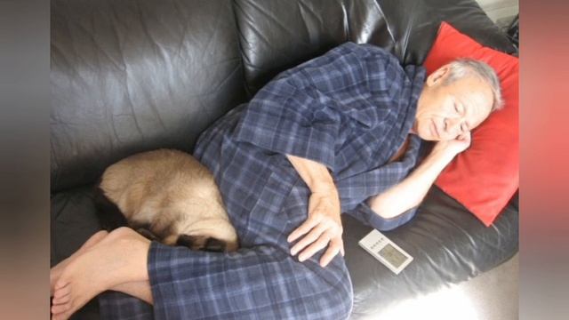 ПОЧЕМУ КОШКИ СПЯТ В НОГАХ У ХОЗЯИНА???#кот #коты#кошка #кошки #котики #котикивидео смотреть онлайн