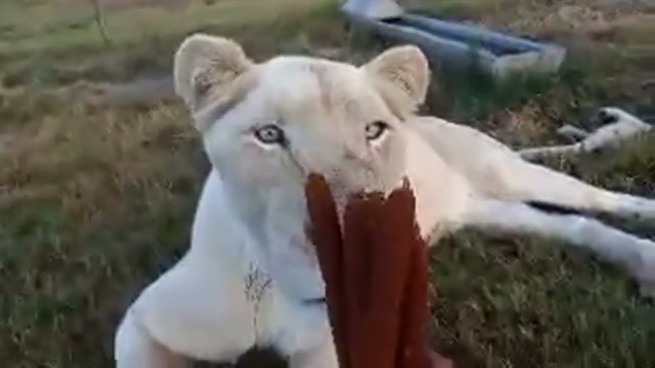 Living_with_lions в прямом эфире! смотреть онлайн