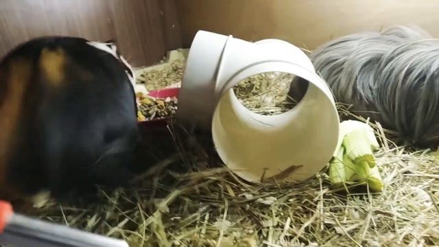 Морское свинки ложатся спать. смотреть онлайн