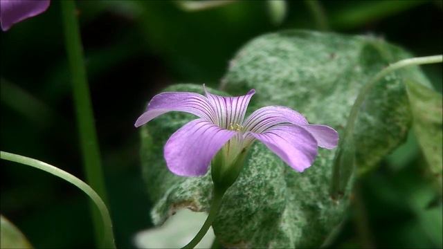 Arcadelt Ave Maria for Trombone Quartet 사랑초/괭이덩이밥 смотреть онлайн