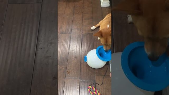Corgi Puppy - iFetch Interactive Ball Launcher смотреть онлайн