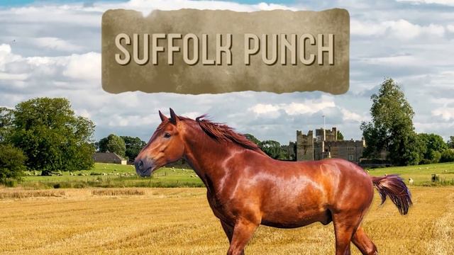 13 Stärksten Und Größten Pferde Der Welt