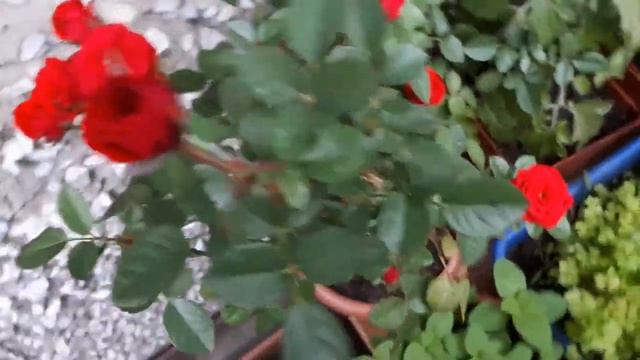 Сибирь. Холод. Спасение огорода на балконе. смотреть онлайн