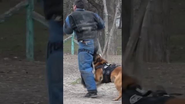 Команда ФАС. Бельгийская овчарка. Дрессировка собак. СТРАЖ. смотреть онлайн