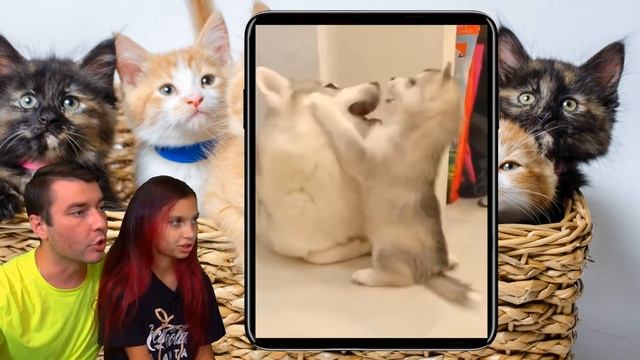 СМЕШНЫЕ КОТЯТА ИДУТ В ШКОЛУ в ЛАЙК и ТИКТОК #5! Коты и Собаки ЗАСМЕЙСЯ ЧЕЛЛЕНДЖ Funny Cats Валеришк смотреть онлайн