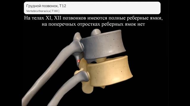 Скелет туловища: позвонки, грудина, ребра смотреть онлайн
