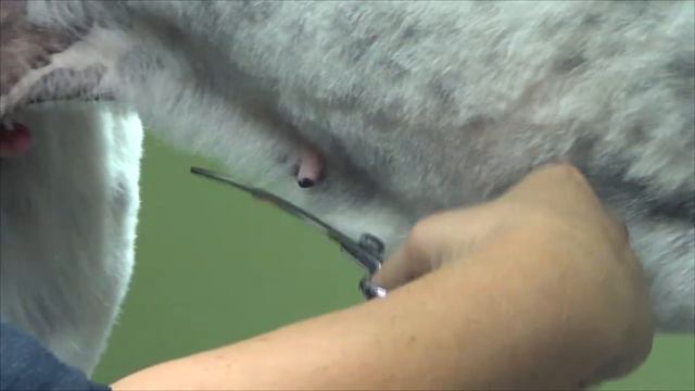 How to Shave Down a Large/Giant Breed Dog (Full Groom) - Do-It-Yourself Dog Grooming смотреть онлайн