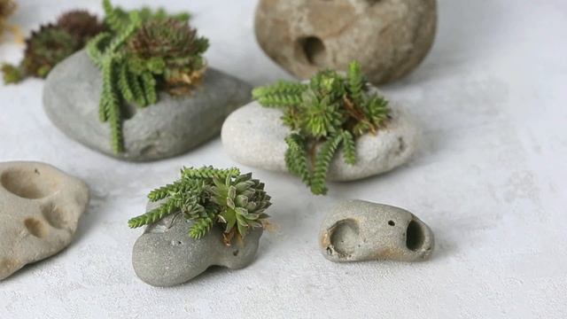 Суккуленты, кактусы, очиток, опунция, крестовник, хавортия - живойподарок, фитодизайн смотреть онлайн