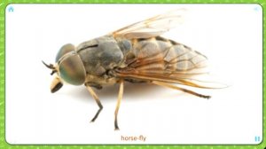 Карточки Домана.  Изучаем английский язык.  Насекомые и пауки.  Insects and spiders.