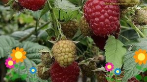 Малина обыкновенная Красная королева. Краткий обзор, описание характеристик rubus daes