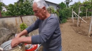 Виноград на горизонтальной шпалере часть 5