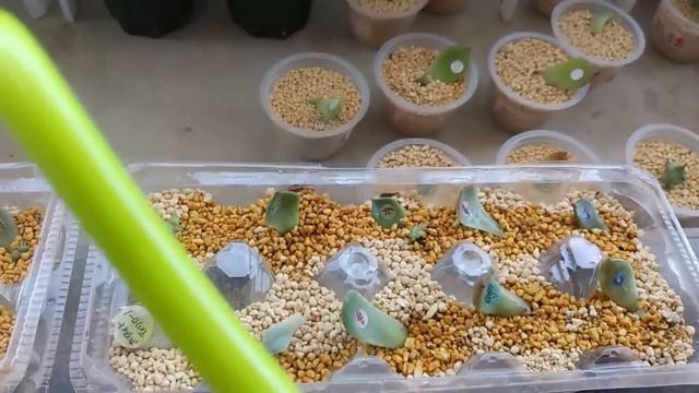 卵パックで葉挿し。　ベランダで多肉生活始めました。　のんびり多肉植物の成長を記録していきます。＃40 смотреть онлайн