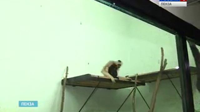 В первый день Нового года пензенский зоопарк распахнет двери для всех желающих смотреть онлайн