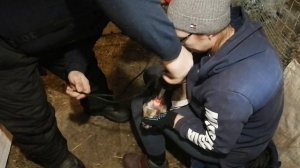 Самый гуманный способ обезроживания козлят