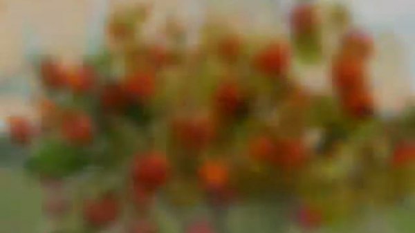 Какая ты ягода по знаку зодиака